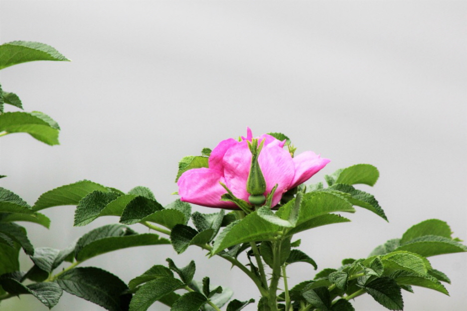Wilde Rosen auf dem Ferienhausgrundstck