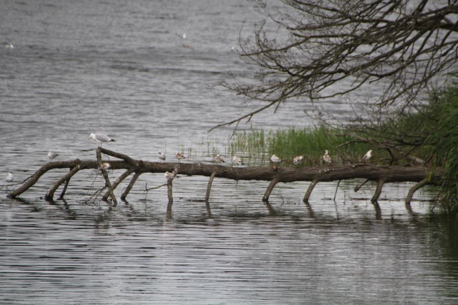 Ein umgest�rzter Baum Am See ist ein begehrter Platz f�r Wasservogel: Hier erwachsene M�wen mit wei�em Gefieder und j�ngere V�gel mit br�unlicherem Gefieder